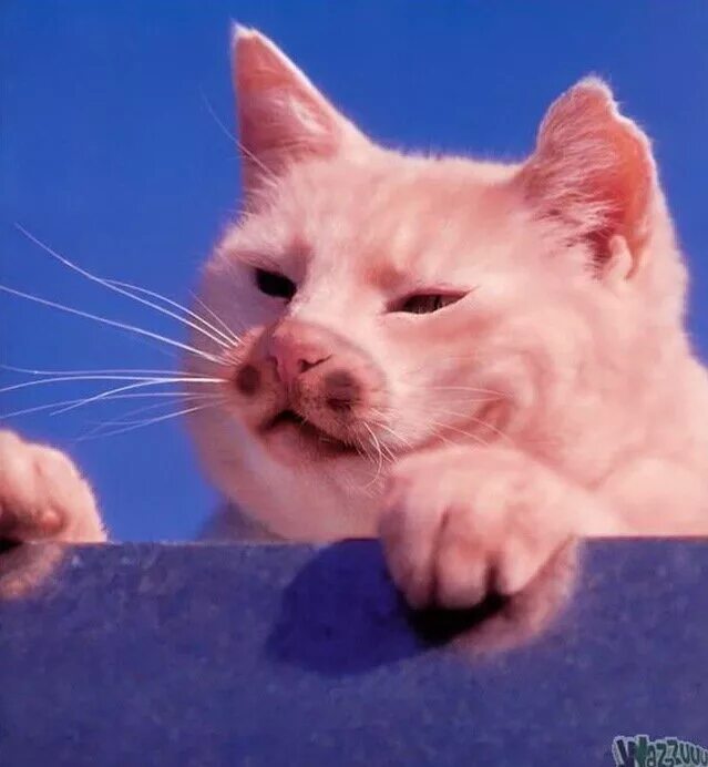 свина кот. кот и поросенок. свин. толстый сфинкс. свино кот.