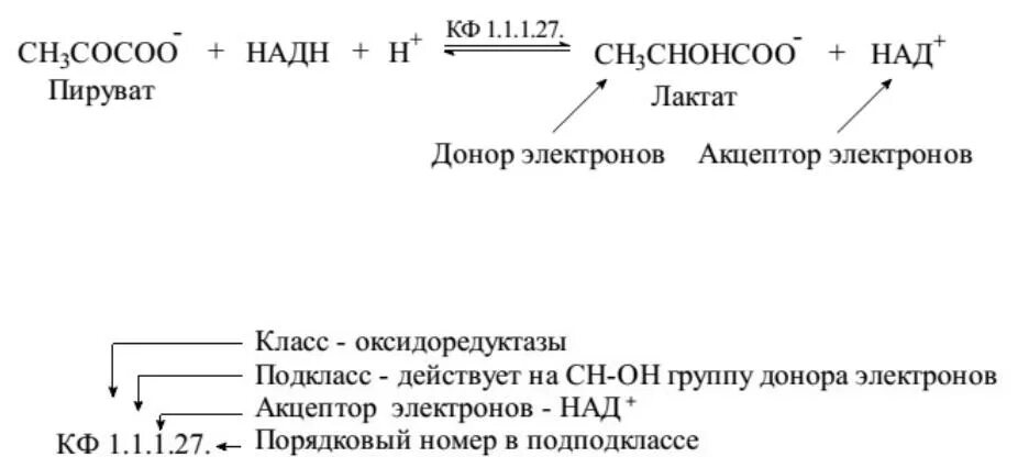 Донором электронов является. Восстановление пирувата до лактата. Оксидоредуктазы подклассы. Восстановление пирувата в лактат. Лактат над оксидоредуктаза.