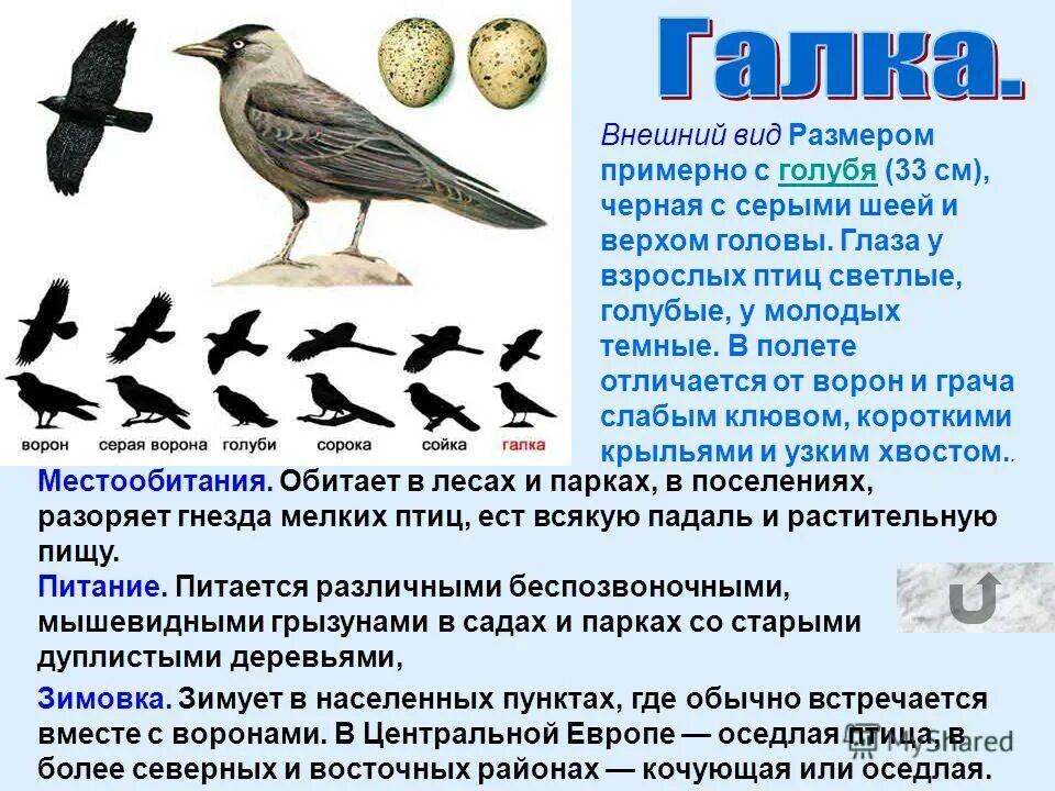 чем голос вороны отличается от голоса соловья. чем голос вороны отличается от голоса соловья. сведения о грачах. предложение про воробья. чем голос вороны отличается от голоса соловья.