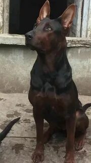 Черный пес китай
