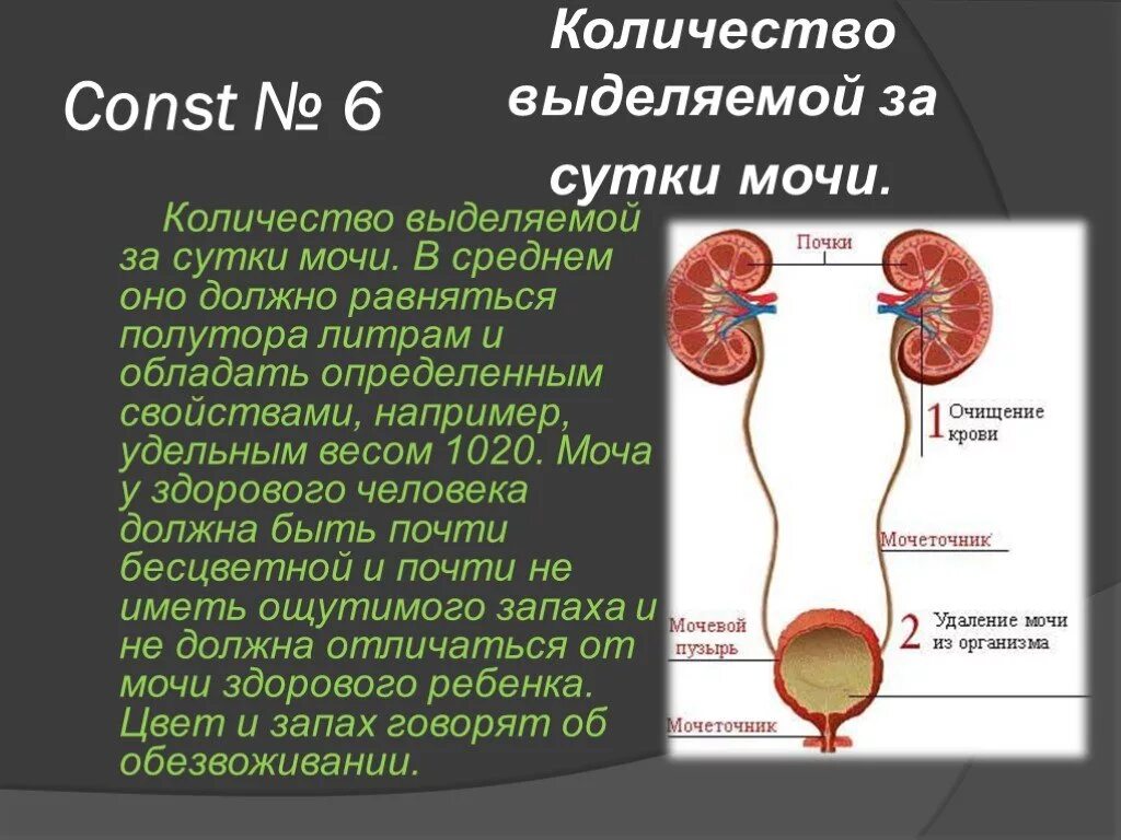 Сколько мочи в почке