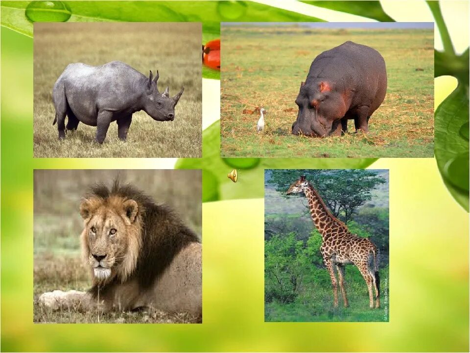 Травоядные и плотоядные. Травоядные животные. Звери Хищные и травоядные. Травоядные и Хищные животные Африки. Травоядные животные саванны.