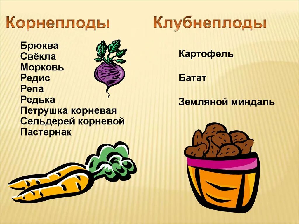 Клубнеплоды овощи. Клубнеплоды список овощей. Корнеплодных и клубнеплодных культур. Овощи группы корнеплодов. Овощи корнеплоды.