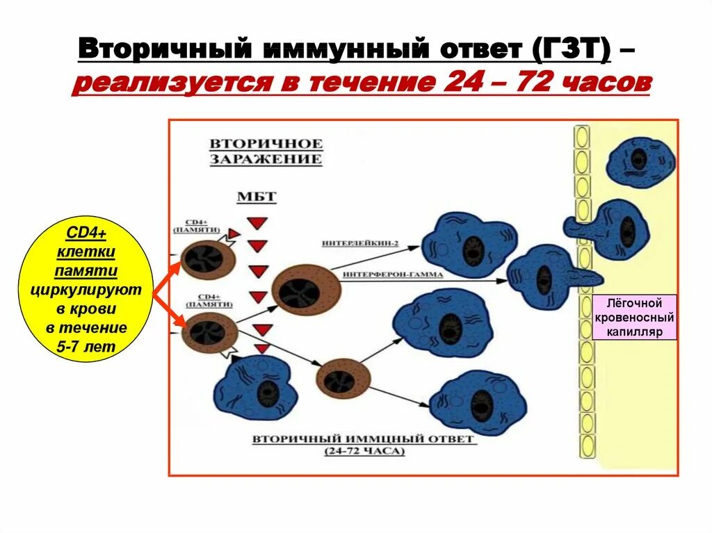 Формирование вторичной клетки