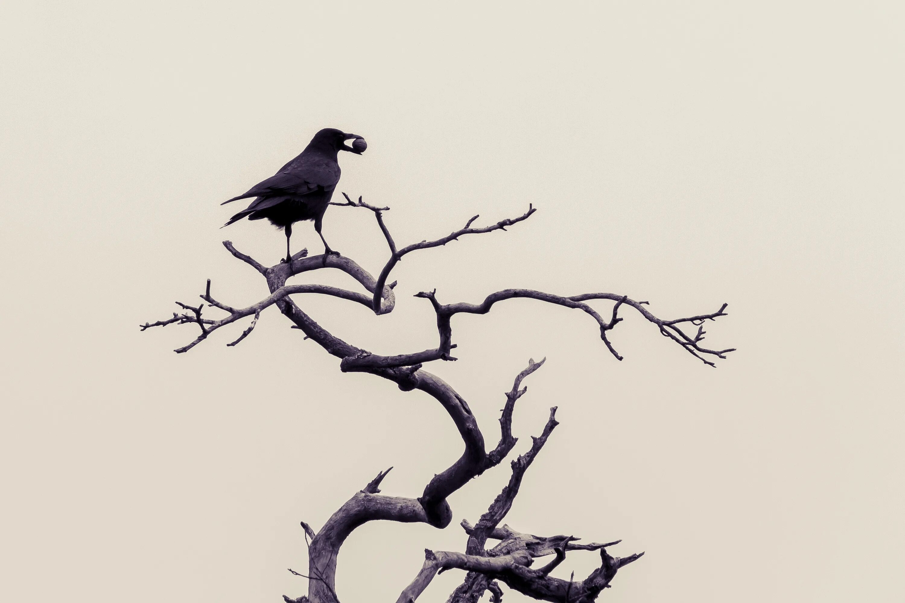 На ветке дерева сидели птицы. Ворон на дереве. Вороны на ветке. Ворон на ветке. Дерево с воронами.