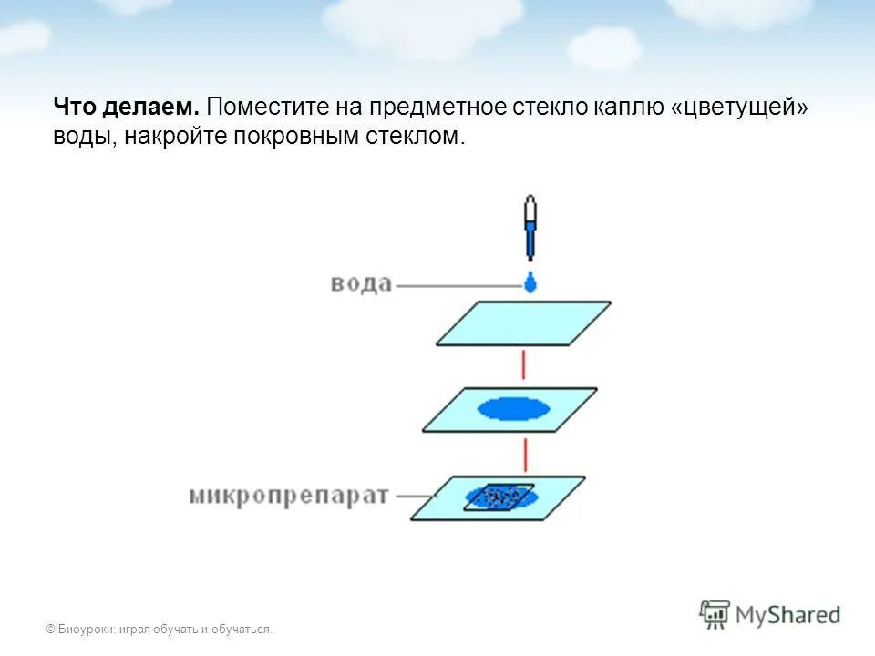 Для чего нужно предметное стекло. Предметное стекло каплю воды. Что капают на предметное стекло. Вода на предметном стекле. Каплю наносят на предметное стекло.