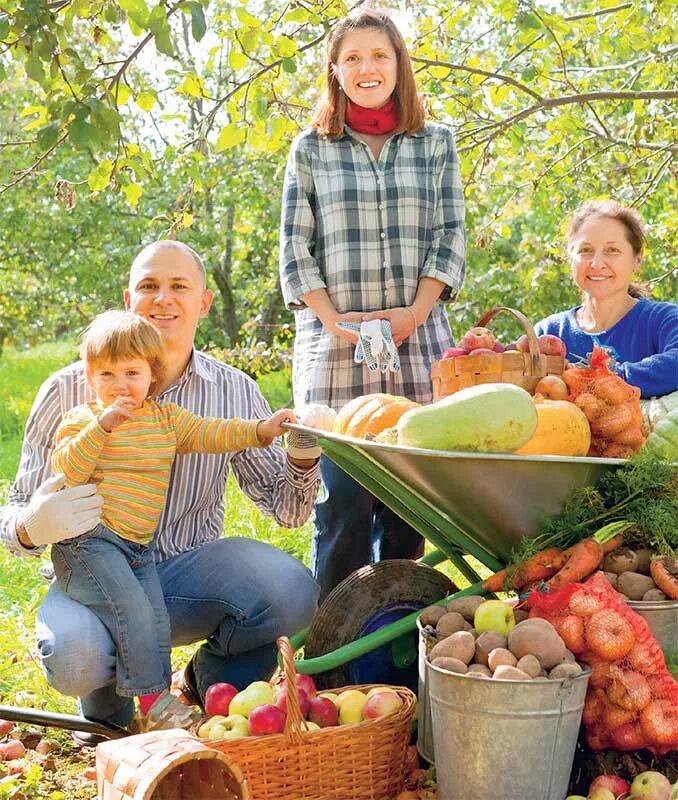 Vegetable family. Уборка урожая в саду. Люди собирают урожай в саду. Семья на огороде. Люди осенью с урожаем.