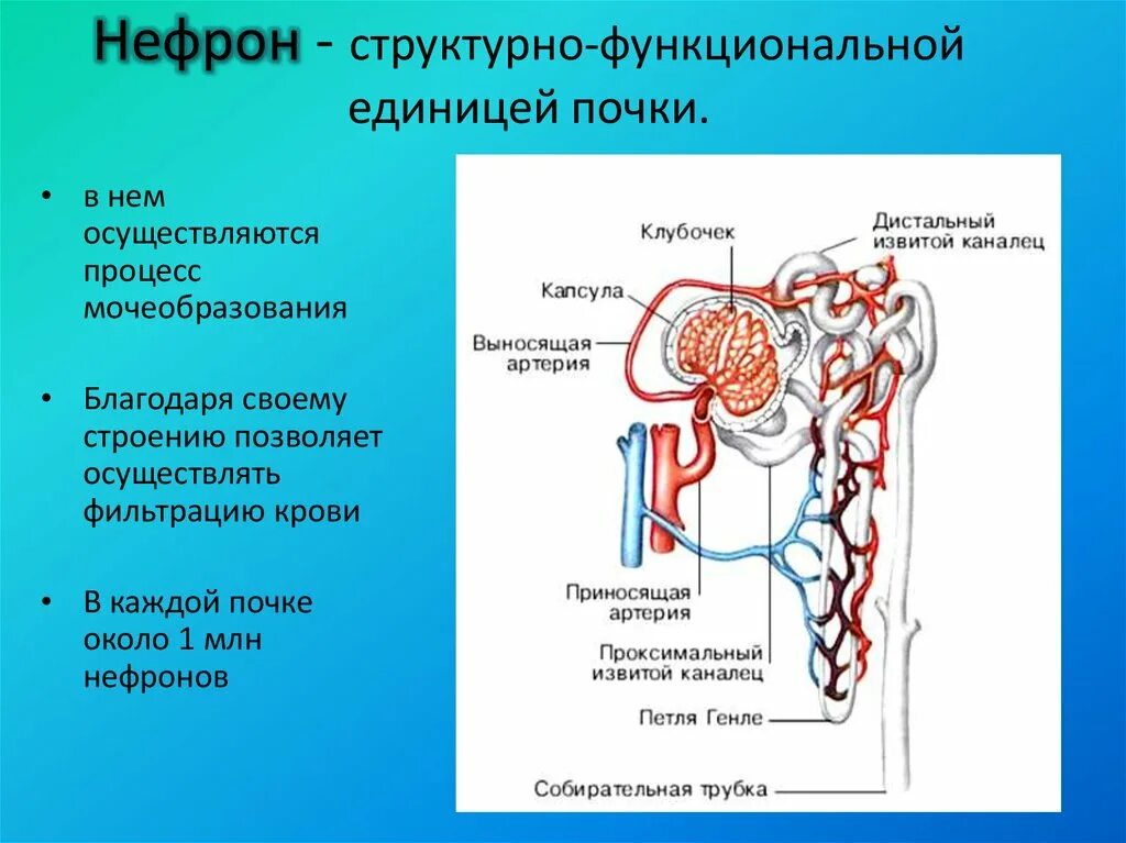 Строение нефрона почки. Нефрон структурно-функциональная единица. Структура и функции нефрона почек. Строение нефрона почки анатомия. В чем особенность строения канальца нефрона