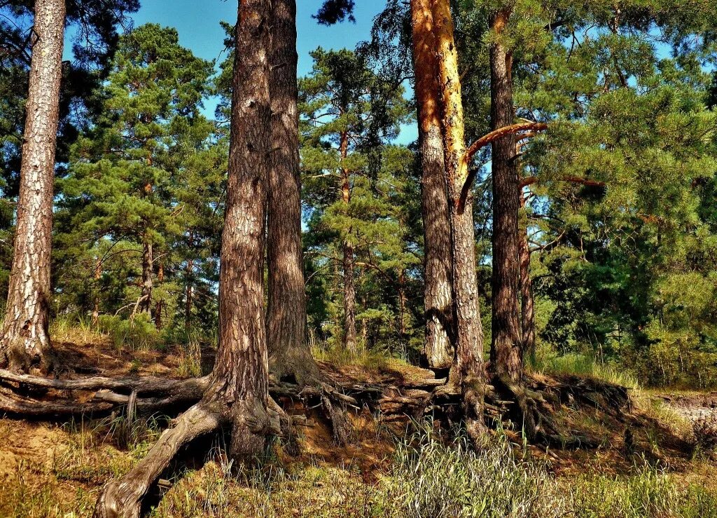шишкин иван иванович сосновый лес. дремучий лес, полный сказок и чудес. русскому лесу быть. русскому лесу быть. русский лес.