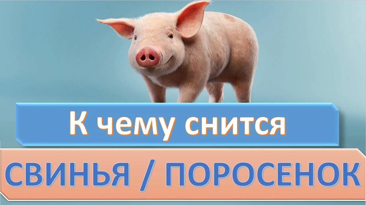 Свинья во сне к чему снится. Свинья во сне к чему снится женщине. Свинья сонник толкование снов