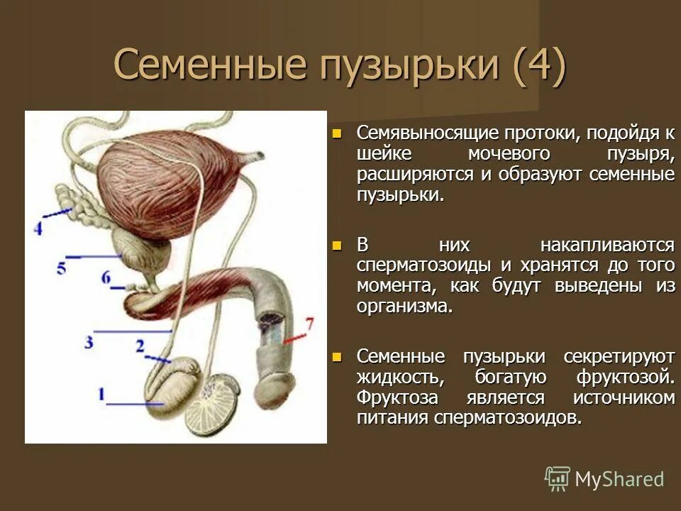 Слои стенки семявыносящего протока. Мужская половая система семявыносящий проток. Семявыносящие протоки. Семенной канатик и семявыносящий проток. Семявыносящие протоки.