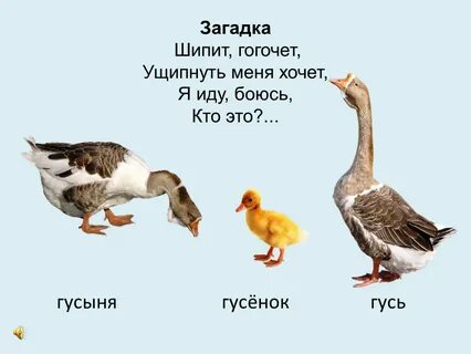 Гусь загадка 1 класс