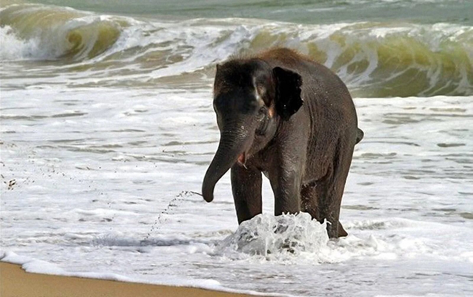 Elephant swim. Слоненок. Слон купается. Слон купается в море. Слоник на море.