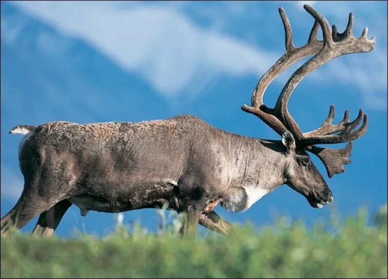 Карибу сканворд. Карибу животное. Дикий северный олень карибу. Woodland caribou. Северный олень карибу.