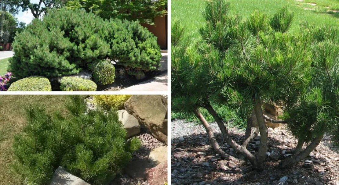 Сосна горная мугус саженцы. Сосна горная мугус. Сосна горная муго мугус. Сосна горная мугус mughus. Сосна горная мугус посадка.