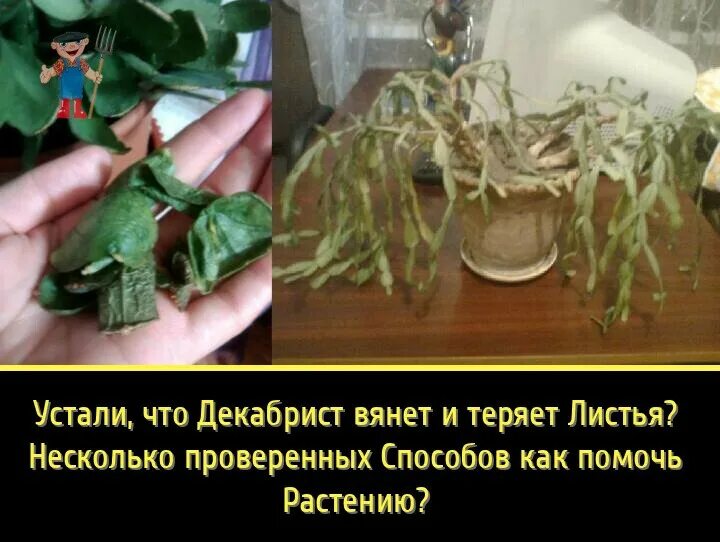 вянет декабрист что делать. корни шлюмбергеры. декабрист цветок чахнет. фузариоз шлюмбергеры. декабрист увядание.