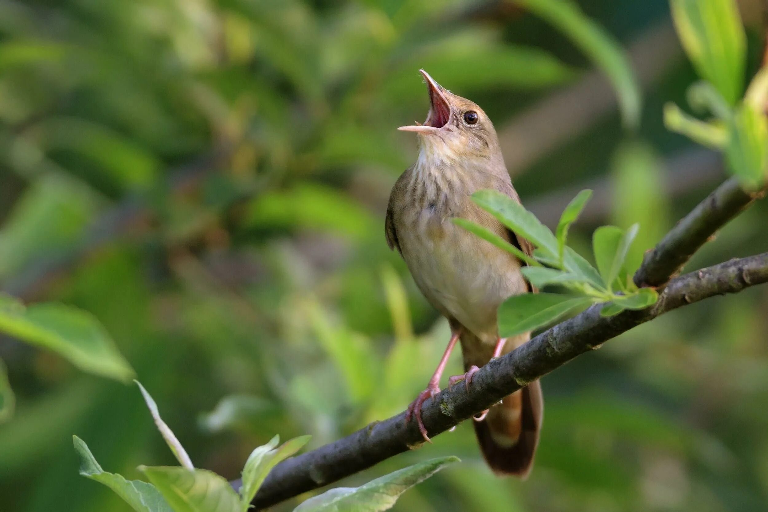 Пение птиц в лесу. Орнитотерапия пение птиц. Звуки живой природы пение птиц. Шум леса и пение птиц.