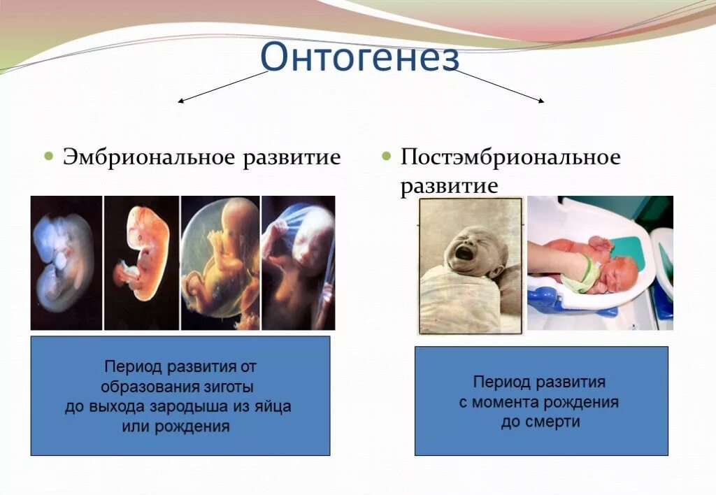 Онтогенез просто. Онтогенез развития плода. Онтогенез эмбриональный период развития. Презентация онтогенез 10 класс биология. Онтогенез человека эмбриональный период.