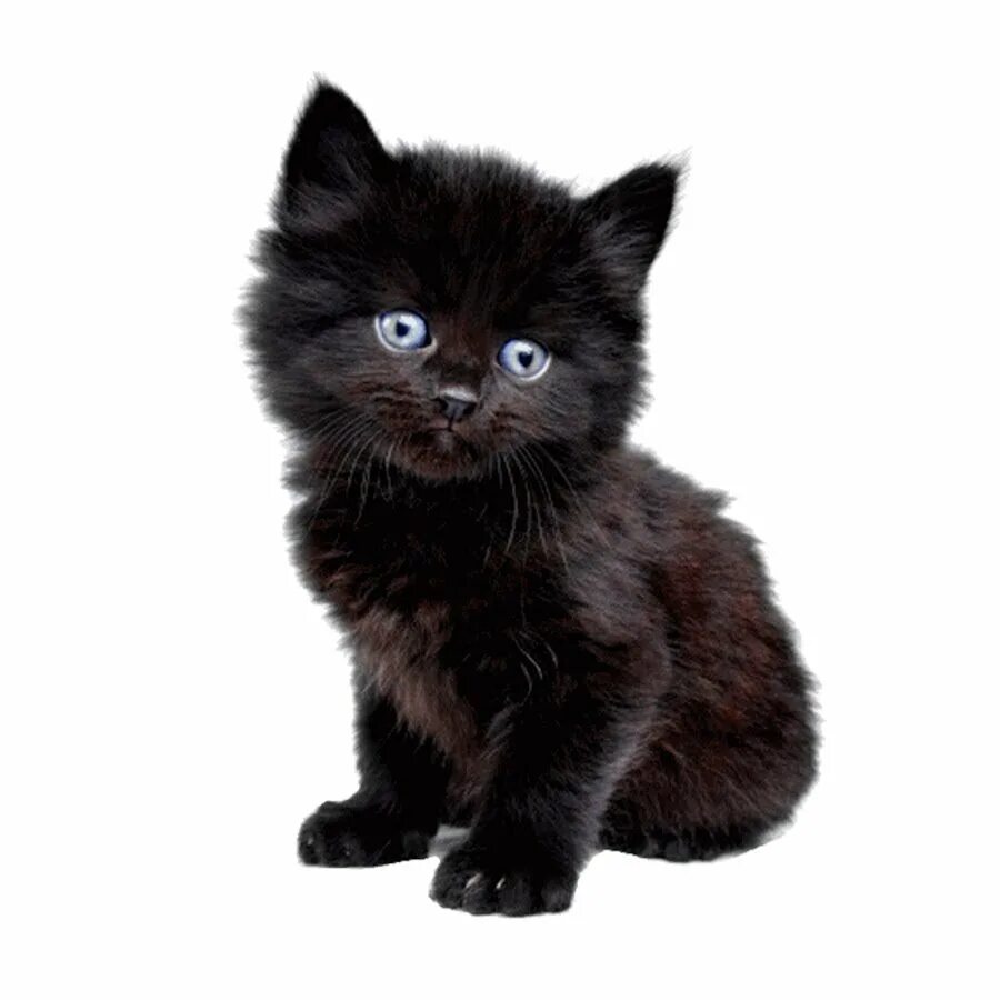 Черный котик на белом фоне. Бомбейская кошка длинношерстная. Кошка на белом фоне. Кошка на прозрачном фоне. Бомбейская кошка.