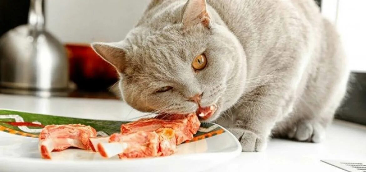 Что ест кошка в домашних условиях. Кошка кушает. Кошка завтракает. Питание кошек.