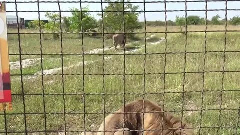 Тайган асада львица последние новости на сегодня