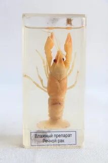 Влажные препараты