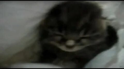Котенок чихает что делать