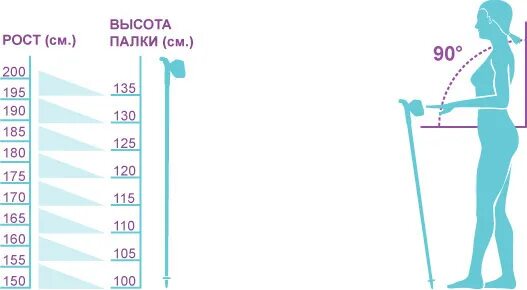 Палки для скандинавской ходьбы при росте 165 см. Палки для скандинавской ходьбы на рост 174. Палки для скандинавской ходьбы Размеры. Высота палок для скандинавской ходьбы по росту.