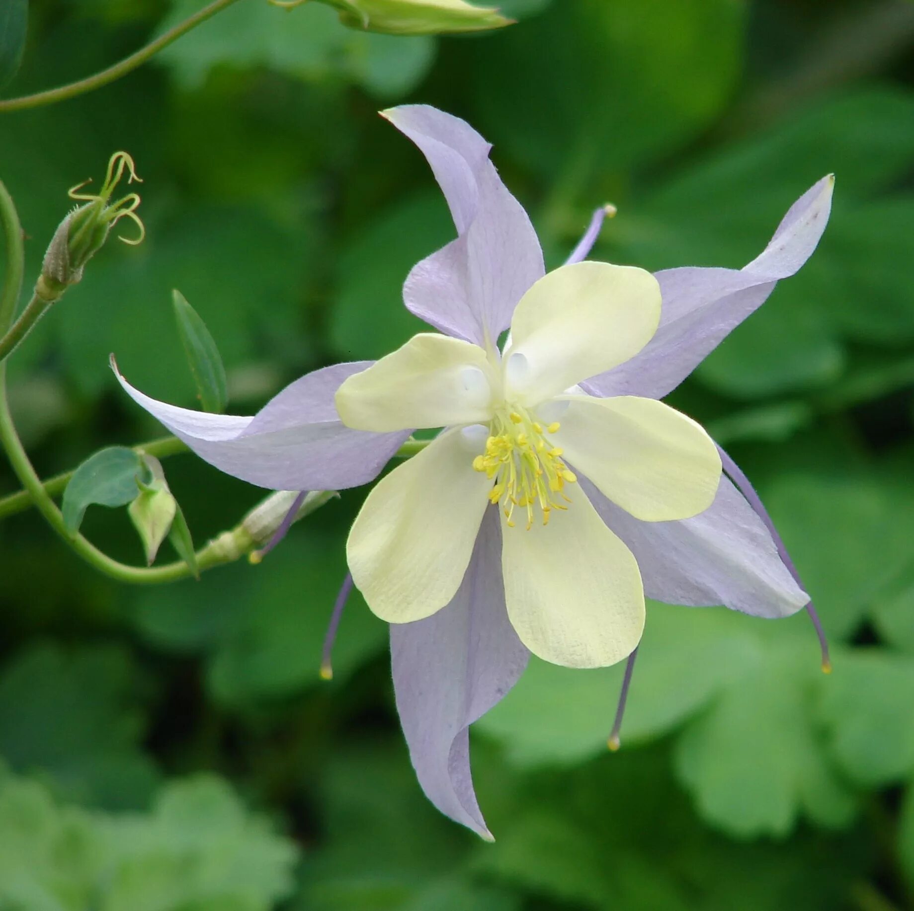 Аквилегия Альпийская. Аквилегия Королевская. Аквилегия Альпийская (Aquilegia Alpina). Махровая Королевская Аквилегия. Аквилегия м