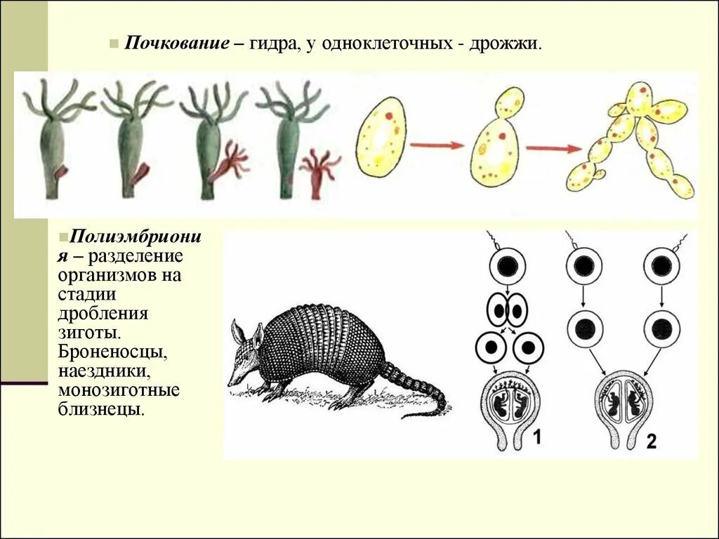 Размножение броненосцев полиэмбриония. Почкование бесполое размножение. Схема размножения полиэмбриония. Полиэмбриония бесполое размножение. Размножаться и е