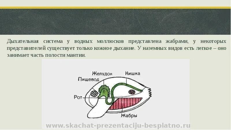 Орган дыхания устрицы. Дыхательная система моллюсков. Дыхательная система двустворчатых. Органы дыхания моллюсков. Органы дыхательной системы двустворчатых моллюсков.