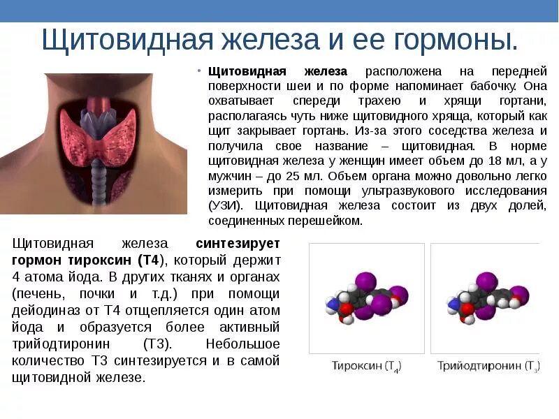 Гормон щитовидной железы - тироксин влияние. Назовите гормоны, вырабатываемые щитовидной железой. Щитовидная железа продуцирует гормон. Щитовидная железа вырабат гормоны.