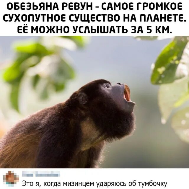 Обезьяна ревун. Обезьяна ревун звук слушать. Обезьяна ревун картинки. Обезьяна ревун южной америки. Гайянский ревун.