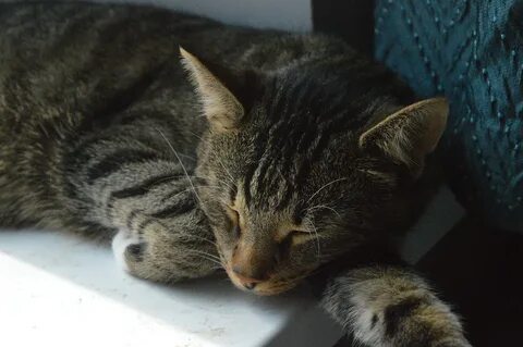 Download free HD stock image of Sleeping Cat Sleepy Cat 