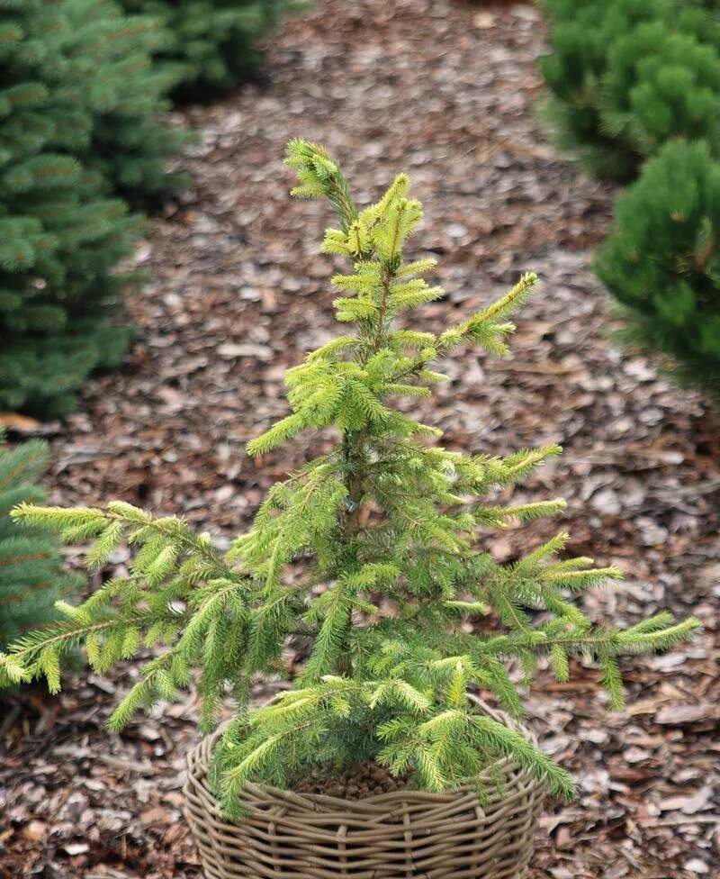 Ель оморика голден рейн. Picea omorika golden rain. Picea omorika 'gotelli weeping'. Picea omorika golden rain. Ель сербская голден рейн.