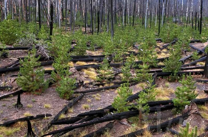 Восстановление елового леса после пожара. Естественное лесовосстановление на Гарях. Естественное возобновление леса. Естественное возобновление леса после пожара. Восстановление леса после пожара.