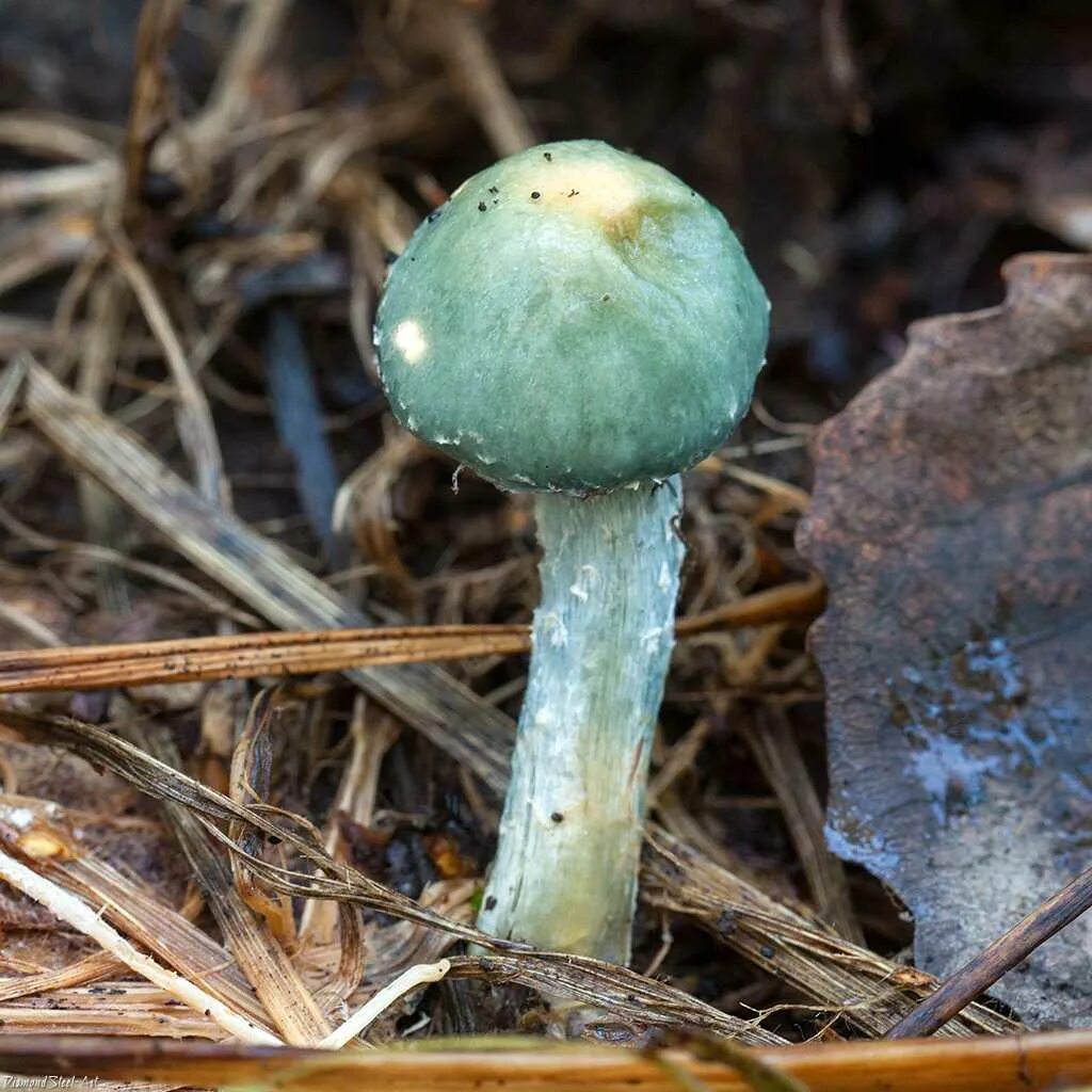 Строфария небесно-синяя (Stropharia caerulea). Строфария сине зеленая съедобный гриб. Строфария синезелёная. Строфария сине-зеленая строфария сине-зеленая. Трубчатая поганка