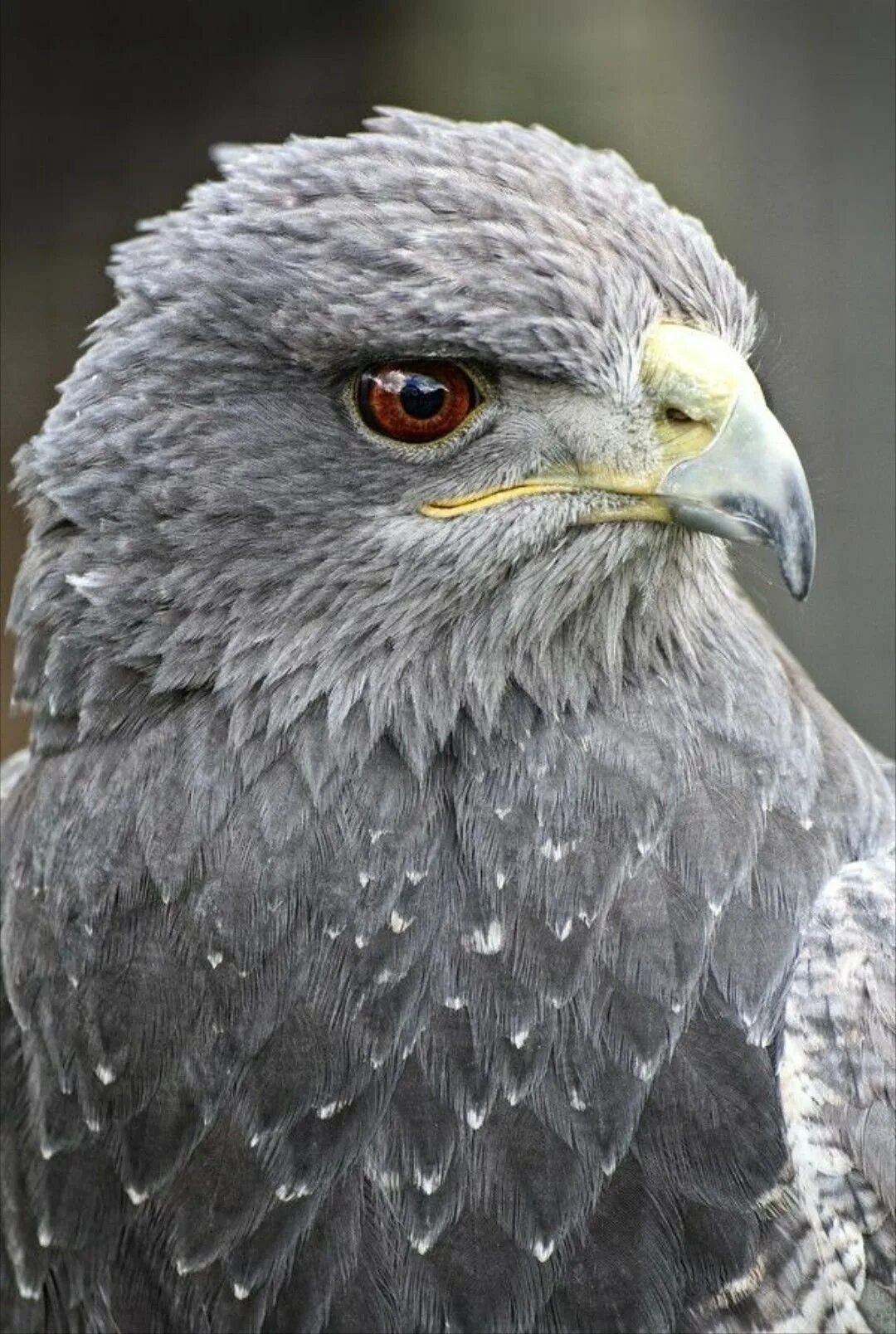 Степной сизый Орел. Серый Орлан. Black-chested Buzzard-Eagle. Серый Орел. Хищные птицы серого цвета