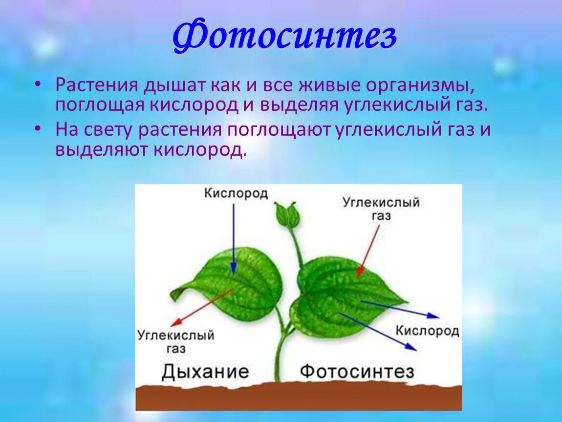 Подготовить сообщение о дыхании растений. Фотосинтез растений. Растения поглощают углекислый. Растения дышат углекислым газом. Растения поглощают углекислый ГАЗ И выделяют кислород.