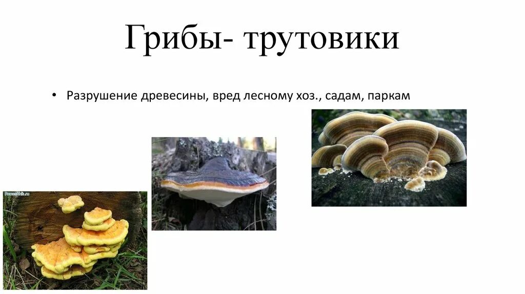 Трутовик гриб паразит. Трутовик плоский Ganoderma applanatum. Трутовик Лисий. Гриб трутовик царство. Почему гриб трутовик