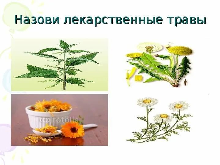 Как называется лекарственные травы