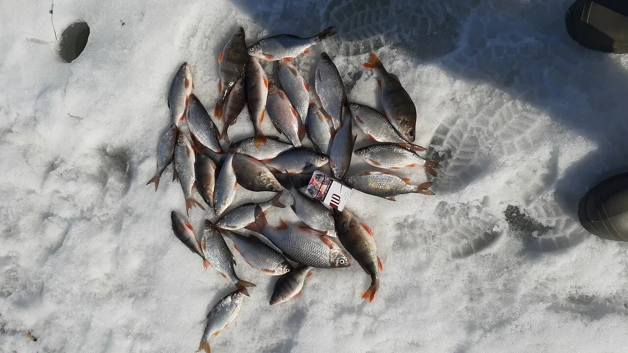 Рыбалка в Нижнем Новгороде. Рыбалка в Нижнем. Зимняя рыбалка в Нижнем Новгороде. Рыбалка в Нижнем Новгороде в мае. Рыбалка нижний новгород и область в контакте