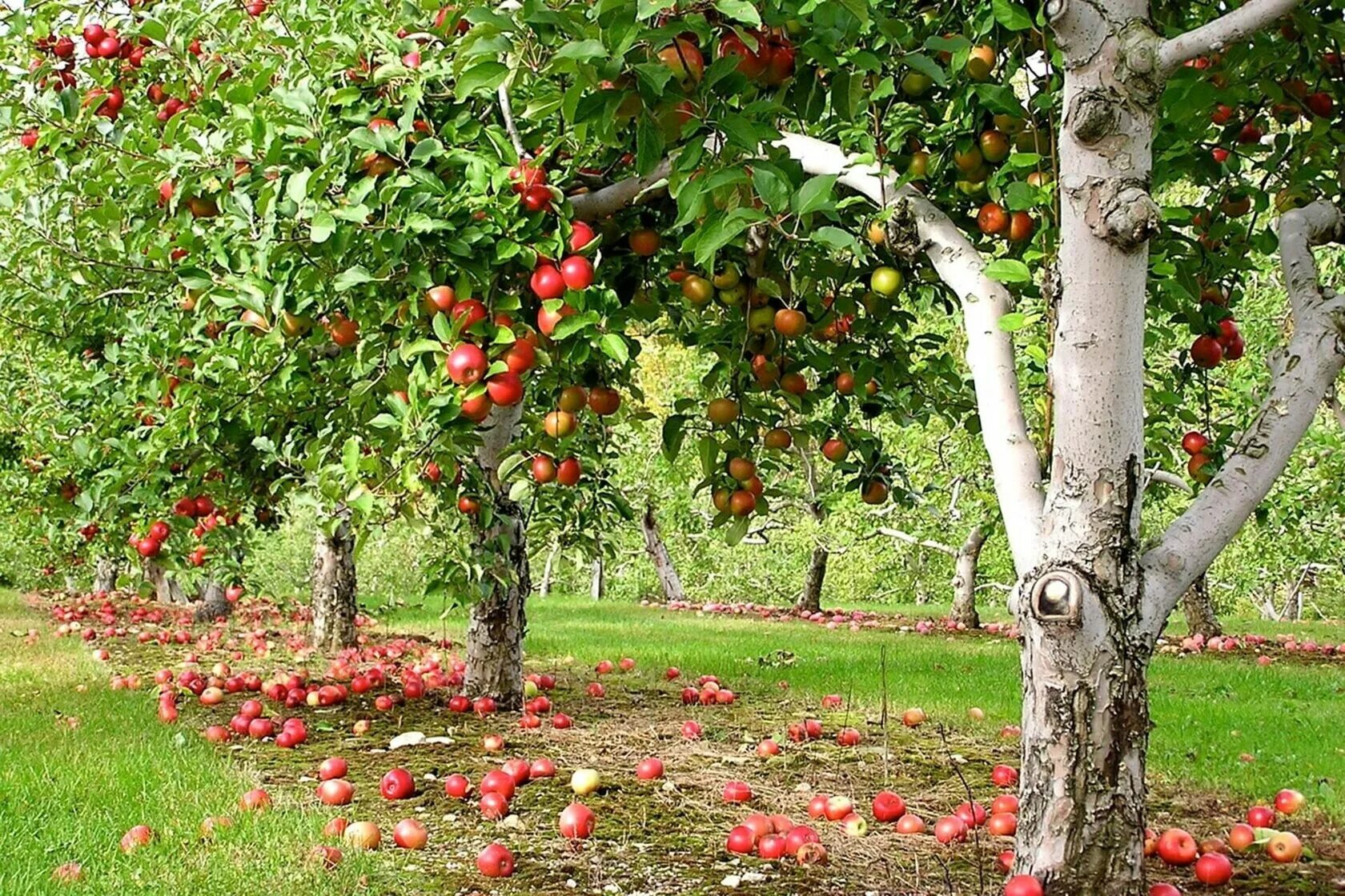 7 Parts of an Apple Tree Guild Fruit tree garden, Planting apple trees, Companio