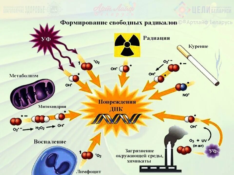 Высшие радикалы. Свободные радикалы атакуют клеточную мембрану. Свободные радикалы и антиоксиданты в организме. Образование свободных радикалов в организме. Свободные радикалы образуются при.