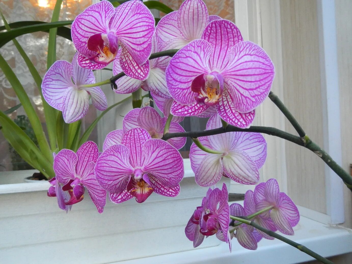 Орхидея фаленопсис. Орхидея Phalaenopsis. Фаленопсис компилатион. Фаленопсис Xanion.