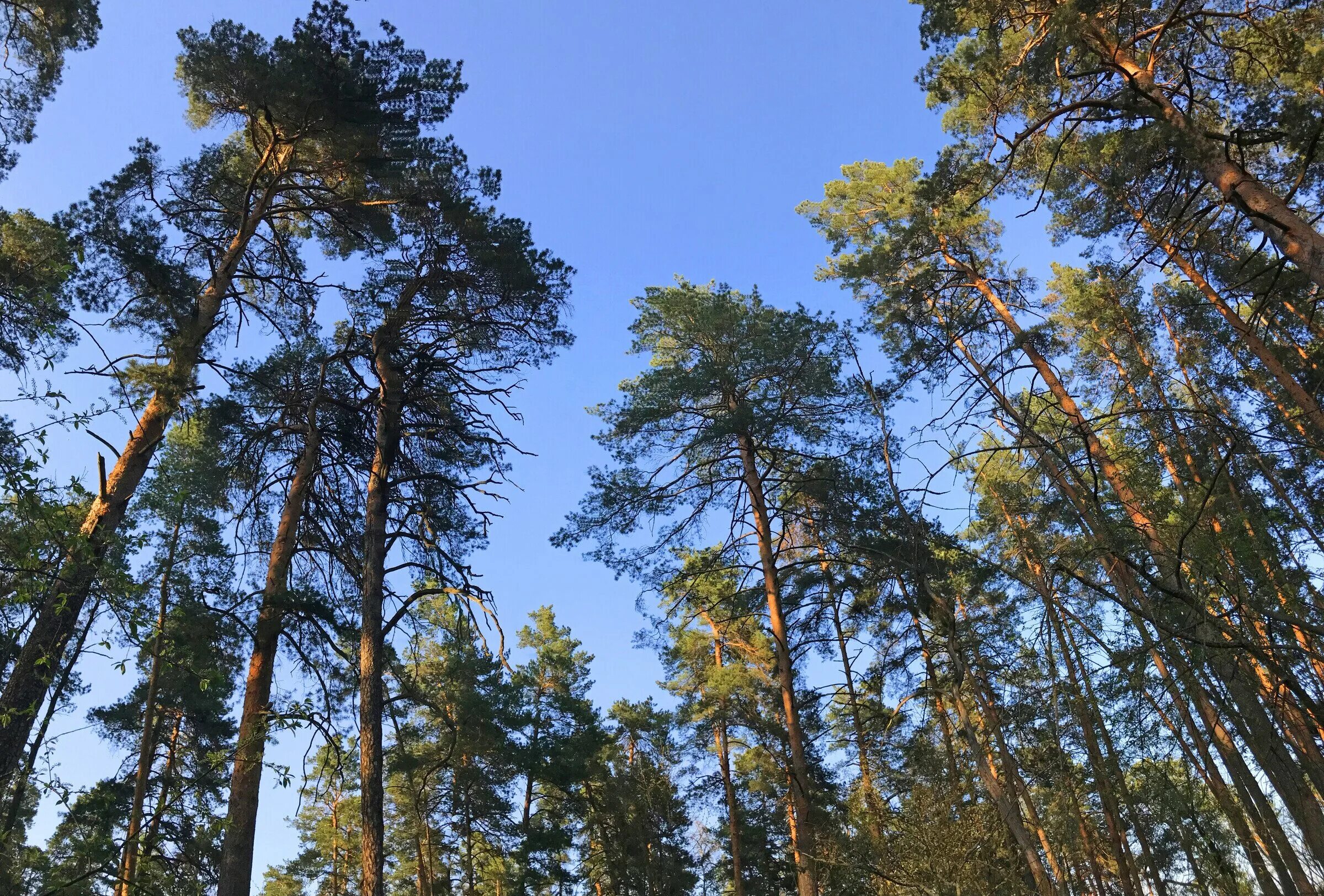 Усманский Бор заповедник. Хреновской Бор. Воронежский биосферный заповедник. Усманский Бор Воронежской области.