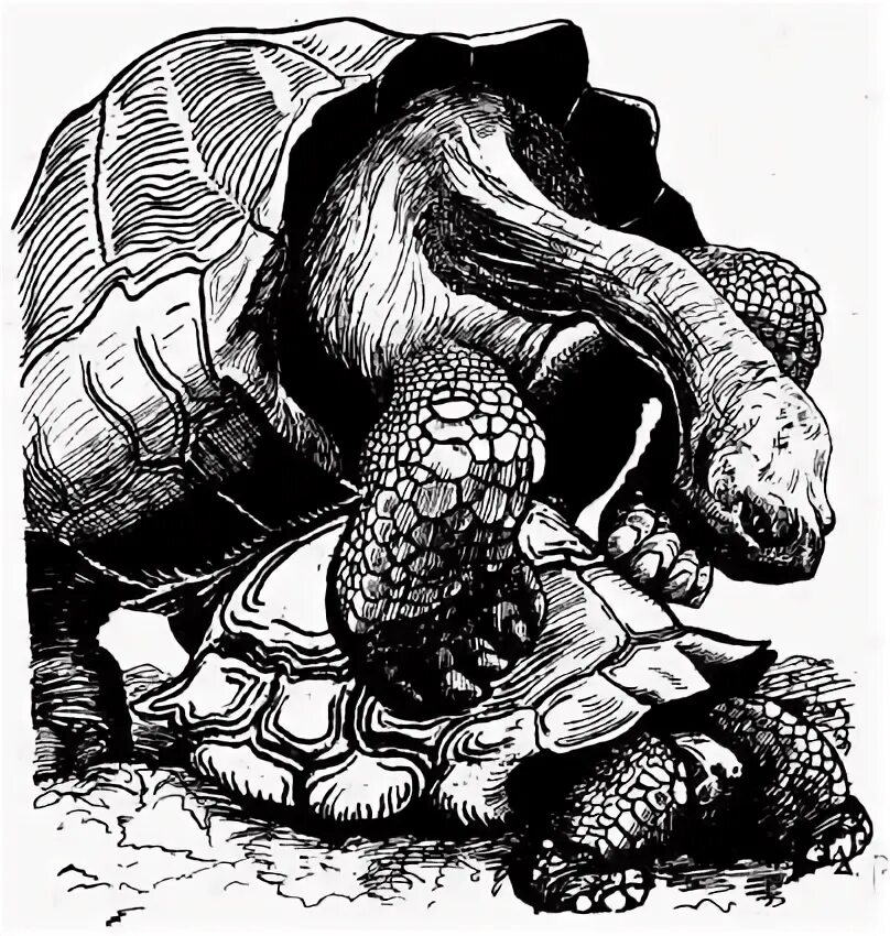 Четыре черепа. Черепаха 4 круга. Aldabra giant tortoise. Как поймать болотную черепаху. Черепаха альдабра.