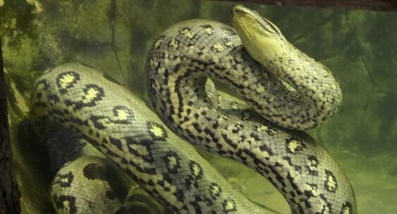 Green anaconda Characteristics, Habitat, Diet, Reproduction, & Facts Britannica