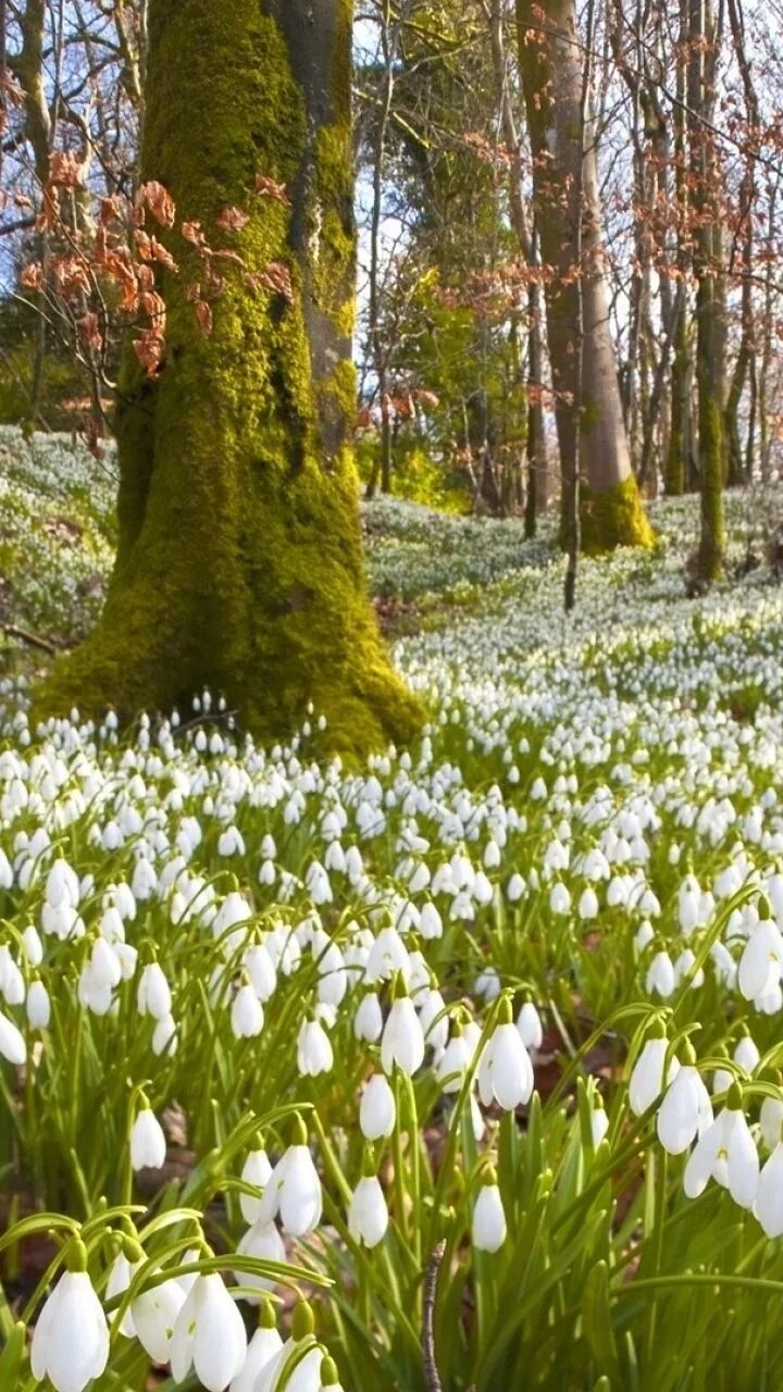 Поляна подснежников Адыгея. Spring is russia