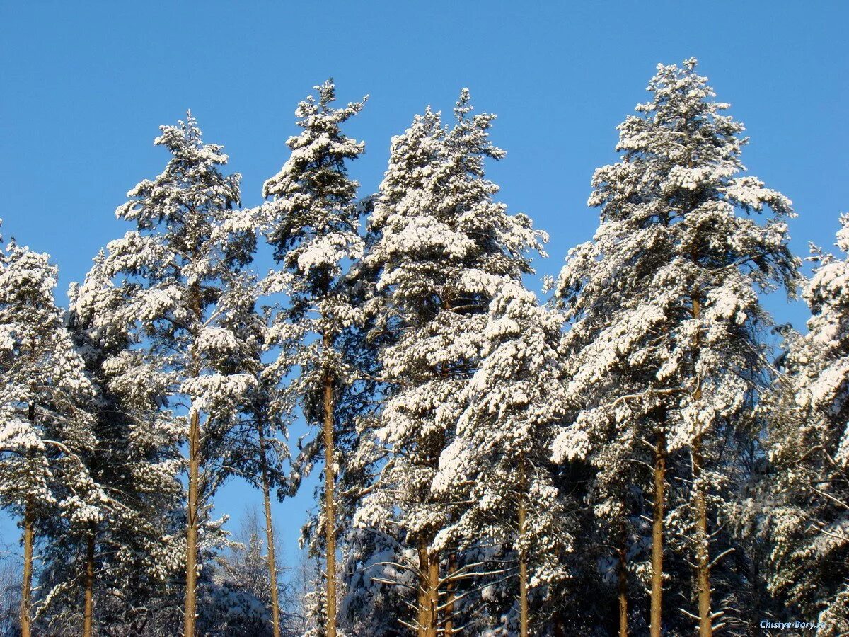 бор чистое борское